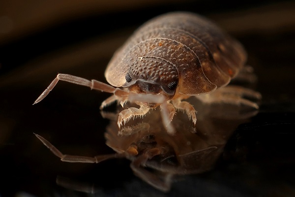 Qui doit intervenir lors de présence de parasites ou de nuisibles dans un logement ?