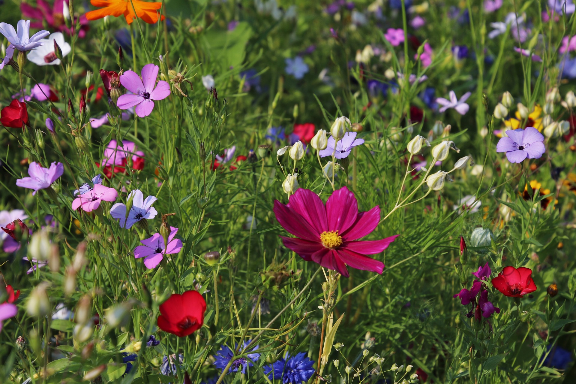 flowers-gff07da34b_1920